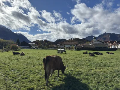 Kühe vor der Tür