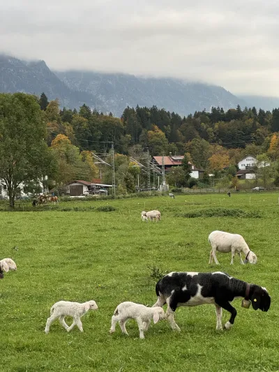 Schafe in Eschenlohe